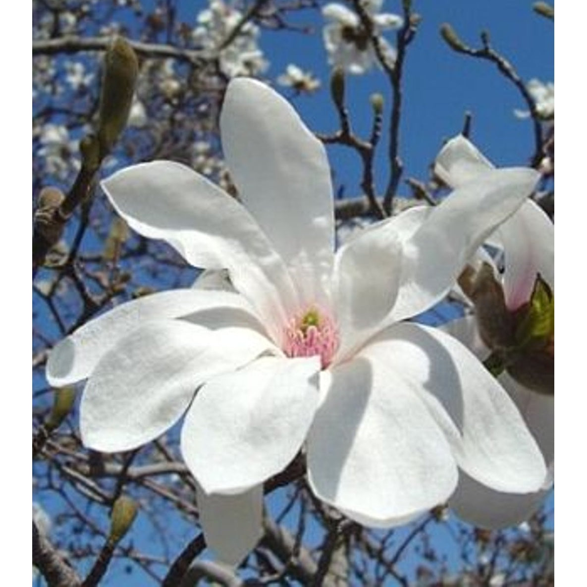 Hybridmagnolia – Magnolia loebneri 'Leonard Messel' - C35 10/12 200 CM Stem